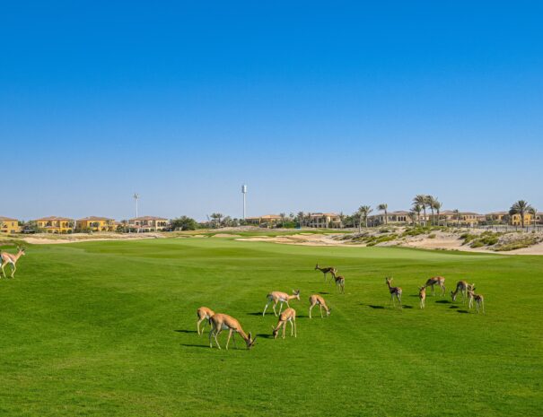 saadiyat-island-golf-holiday-packages-abu-dhabi-uae